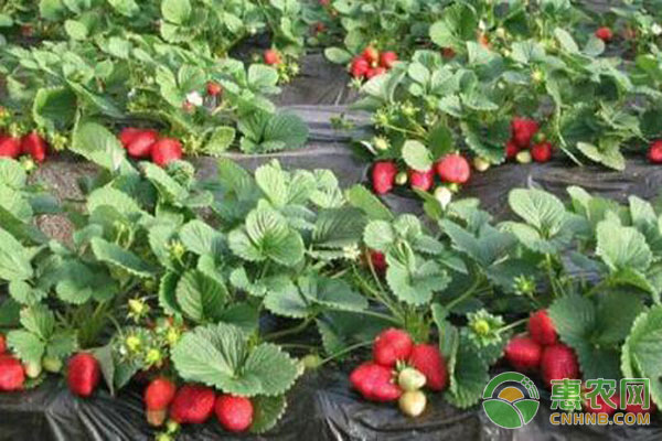 草莓種植時間及注意事項-圖片版權(quán)歸惠農(nóng)網(wǎng)所有