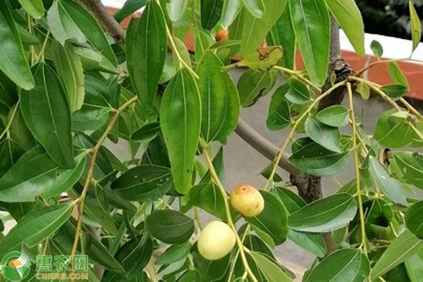 棗樹為啥不讓澆水？-圖片版權(quán)歸惠農(nóng)網(wǎng)所有