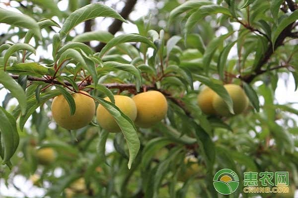 李子膨大增甜打什么藥？-圖片版權(quán)歸惠農(nóng)網(wǎng)所有