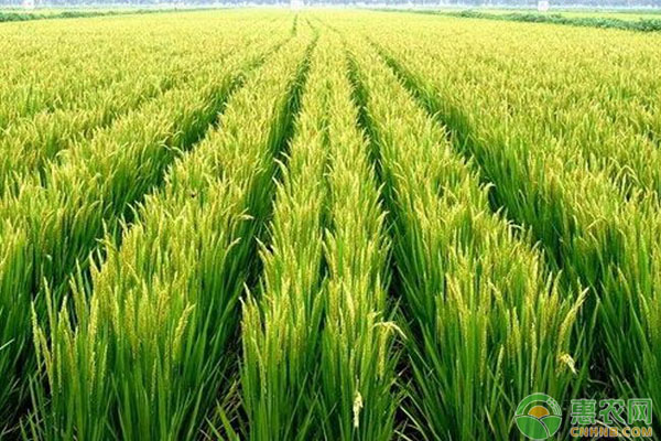 水稻什么時候種植？-圖片版權(quán)歸惠農(nóng)網(wǎng)所有