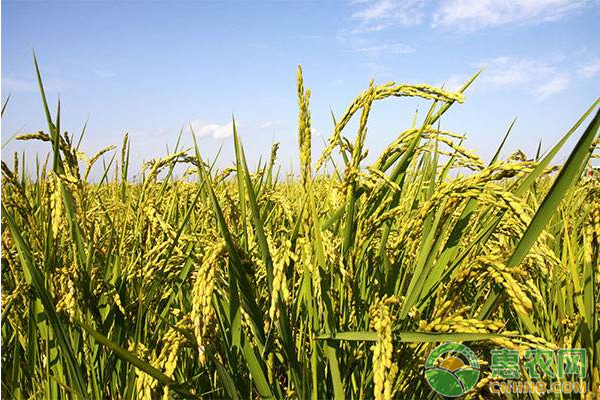 水稻什么時候種植？-圖片版權(quán)歸惠農(nóng)網(wǎng)所有