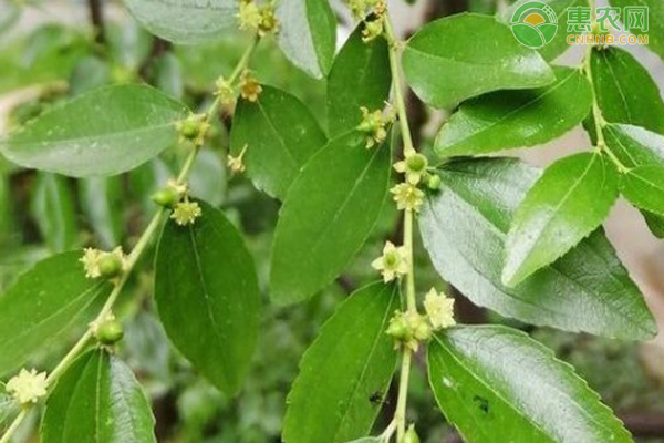 棗樹為啥不讓澆水？-圖片版權(quán)歸惠農(nóng)網(wǎng)所有