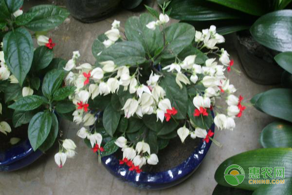 龍吐珠花怎么剪枝才能開花？-圖片版權(quán)歸惠農(nóng)網(wǎng)所有