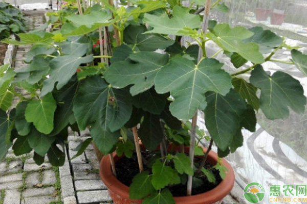 無花果的修剪方法圖解-圖片版權(quán)歸惠農(nóng)網(wǎng)所有
