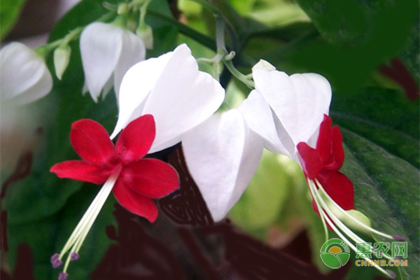 龍吐珠花怎么剪枝才能開花？-圖片版權(quán)歸惠農(nóng)網(wǎng)所有