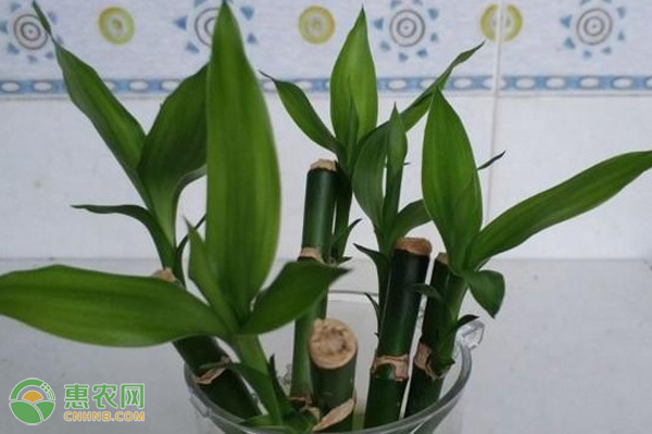 富貴竹太長了可以截成兩段嗎？-圖片版權歸惠農網(wǎng)所有