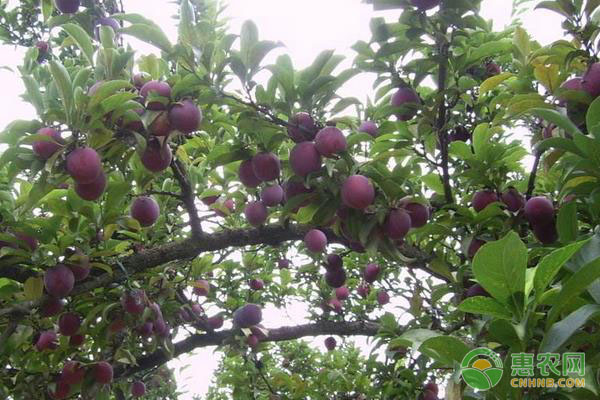 李子樹剪枝正確方法-圖片版權歸惠農(nóng)網(wǎng)所有