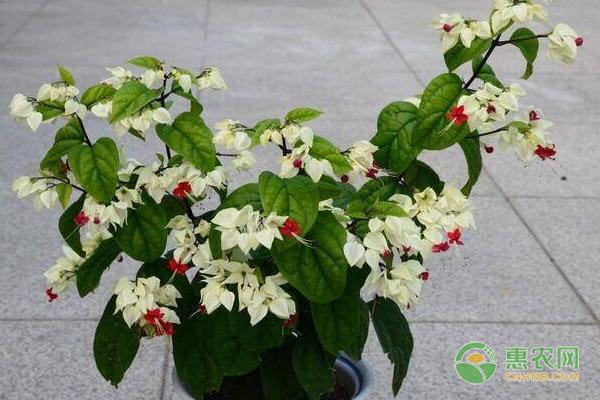 龍吐珠花怎么剪枝才能開花？-圖片版權(quán)歸惠農(nóng)網(wǎng)所有