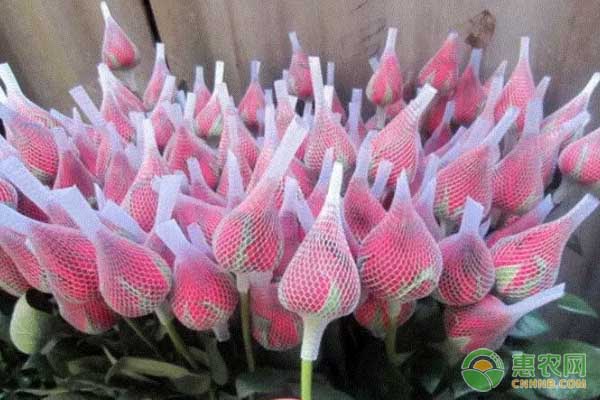 玫瑰花怎么養(yǎng)才不會枯萎？-圖片版權(quán)歸惠農(nóng)網(wǎng)所有
