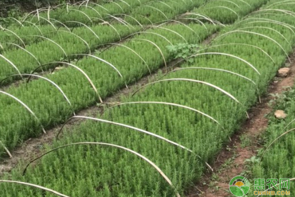 迷迭香的盆栽種植方法-圖片版權(quán)歸惠農(nóng)網(wǎng)所有