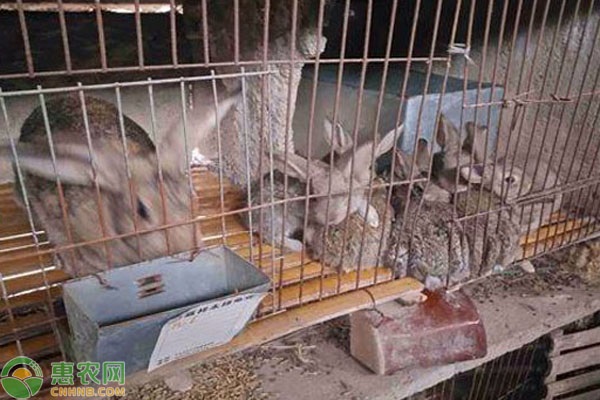 兔子怎樣飼養(yǎng)？-圖片版權(quán)歸惠農(nóng)網(wǎng)所有