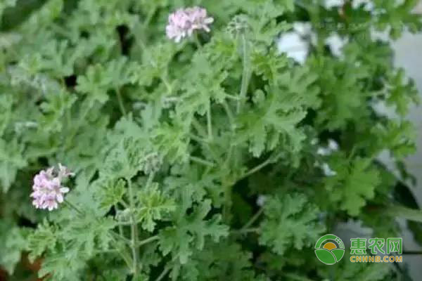 迷迭香的盆栽種植方法-圖片版權(quán)歸惠農(nóng)網(wǎng)所有