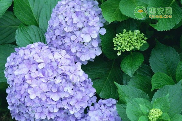 10月份繡球花的修剪方法圖解-圖片版權(quán)歸惠農(nóng)網(wǎng)所有