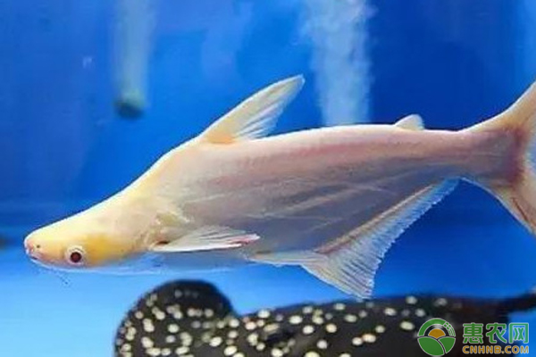 白化鯊魚怎么養(yǎng)？-圖片版權(quán)歸惠農(nóng)網(wǎng)所有