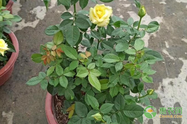 玫瑰花澆水的正確方法-圖片版權(quán)歸惠農(nóng)網(wǎng)所有