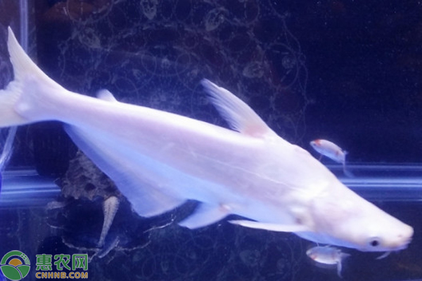 白化鯊魚怎么養(yǎng)？-圖片版權(quán)歸惠農(nóng)網(wǎng)所有