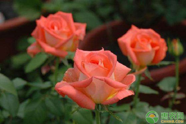 玫瑰花澆水的正確方法-圖片版權(quán)歸惠農(nóng)網(wǎng)所有