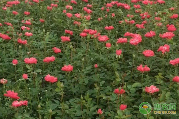 玫瑰花澆水的正確方法-圖片版權(quán)歸惠農(nóng)網(wǎng)所有