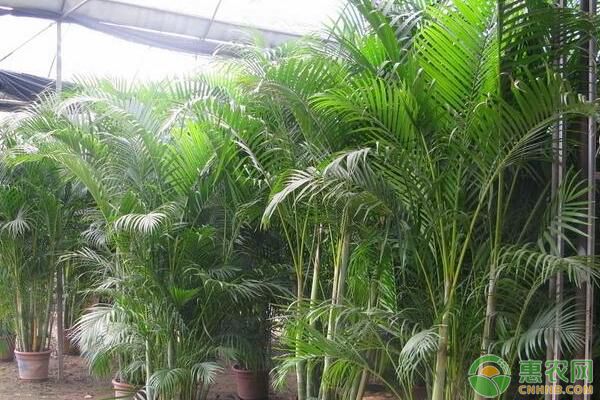 水培米竹怎么养才长得好？-图片版权归惠农网所有