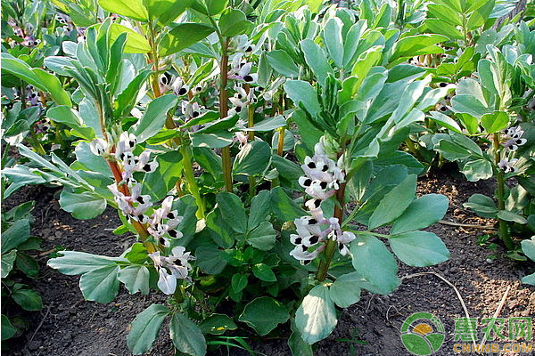 蠶豆什么時間種植最好？-圖片版權(quán)歸惠農(nóng)網(wǎng)所有