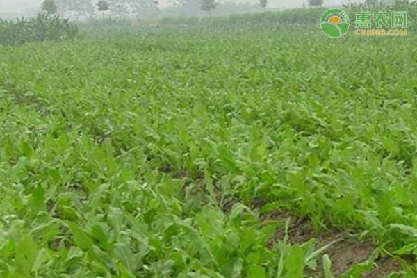 菊苣的種植方法-圖片版權(quán)歸惠農(nóng)網(wǎng)所有