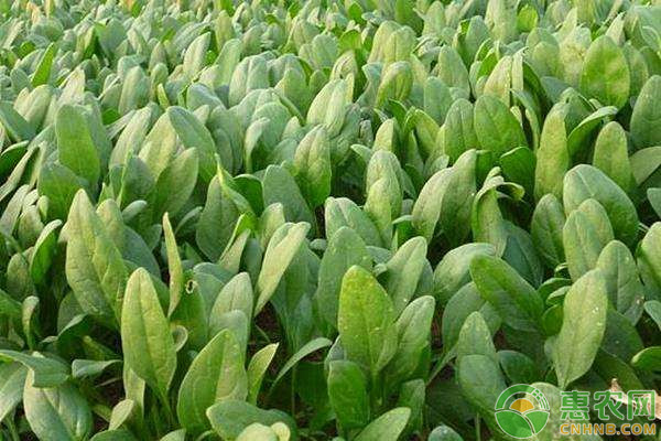 冬天能种什么蔬菜？-图片版权归惠农网所有