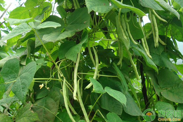 芸豆种植株距与行距-图片版权归惠农网所有
