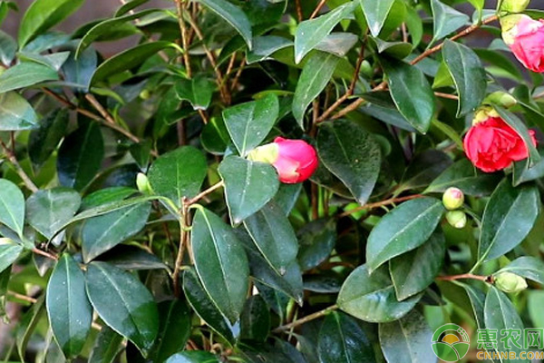 茶花怎么養(yǎng)殖？-圖片版權(quán)歸惠農(nóng)網(wǎng)所有