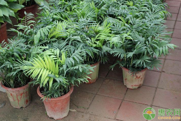夏威夷竹盆栽怎么过冬？-图片版权归惠农网所有
