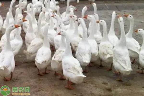 肉鵝養(yǎng)殖多少天出欄？-圖片版權(quán)歸惠農(nóng)網(wǎng)所有