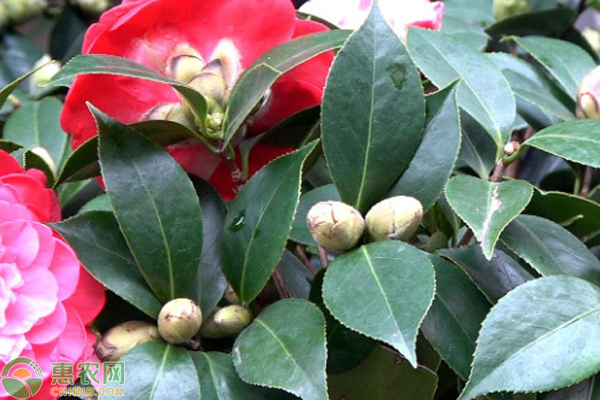 茶花怎么養(yǎng)殖？-圖片版權(quán)歸惠農(nóng)網(wǎng)所有