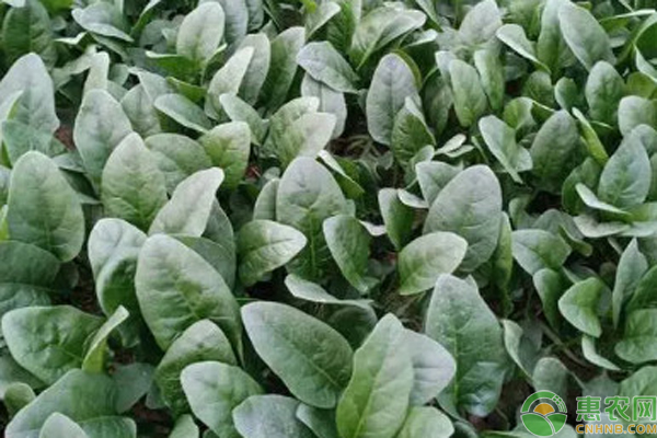 11月種植什么最好？-圖片版權(quán)歸惠農(nóng)網(wǎng)所有