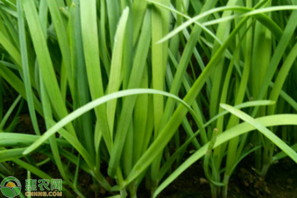 11月種植什么最好？-圖片版權(quán)歸惠農(nóng)網(wǎng)所有