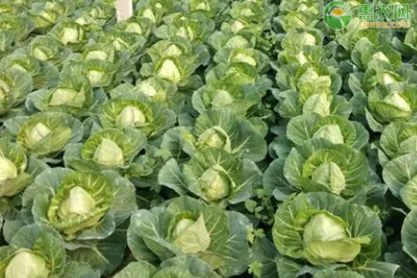 11月種植什么最好？-圖片版權(quán)歸惠農(nóng)網(wǎng)所有