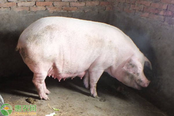 母豬厭食是什么原因？-圖片版權(quán)歸惠農(nóng)網(wǎng)所有