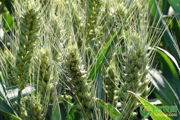 立冬種植小麥算不算晚？-圖片版權(quán)歸惠農(nóng)網(wǎng)所有
