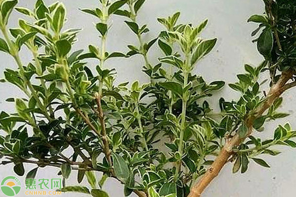 六月雪澆水的正確方法-圖片版權(quán)歸惠農(nóng)網(wǎng)所有