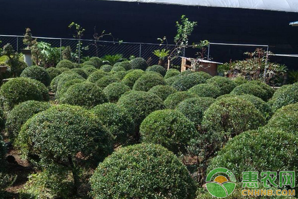 小葉赤楠如何養(yǎng)護和澆水？-圖片版權歸惠農網(wǎng)所有