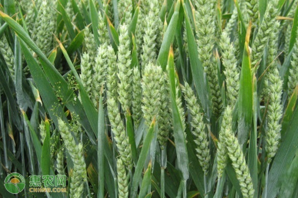 立冬種植小麥算不算晚？-圖片版權(quán)歸惠農(nóng)網(wǎng)所有