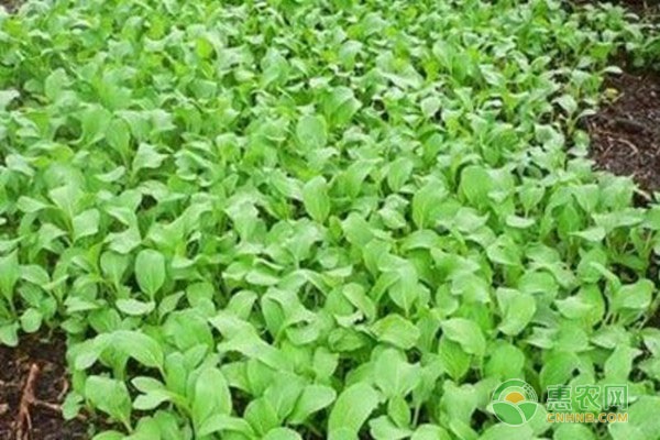 小白菜种植方法全过程-图片版权归惠农网所有