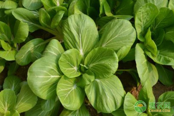 小白菜种植方法全过程-图片版权归惠农网所有