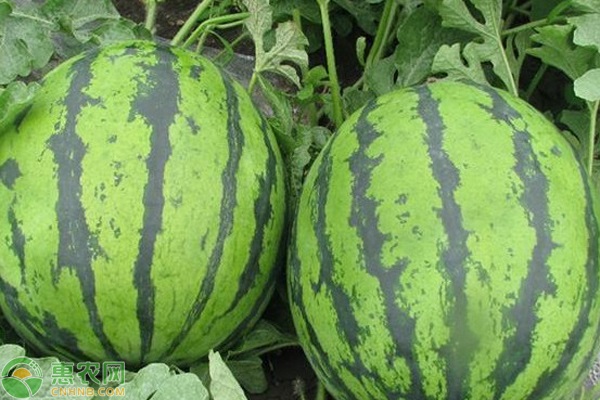 无籽西瓜是怎么种出来的？