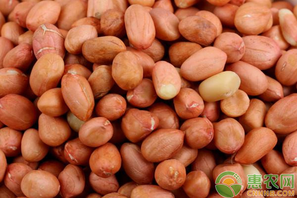 怎么種花生？-圖片版權(quán)歸惠農(nóng)網(wǎng)所有