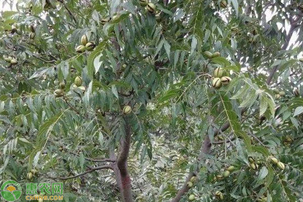 碧根果樹適合哪里種植？-圖片版權(quán)歸惠農(nóng)網(wǎng)所有