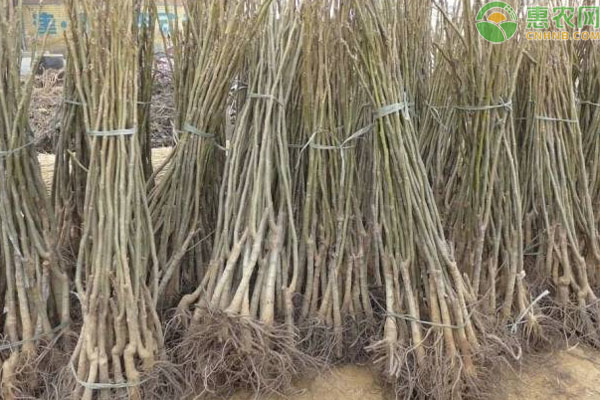 碧根果樹適合哪里種植？-圖片版權(quán)歸惠農(nóng)網(wǎng)所有