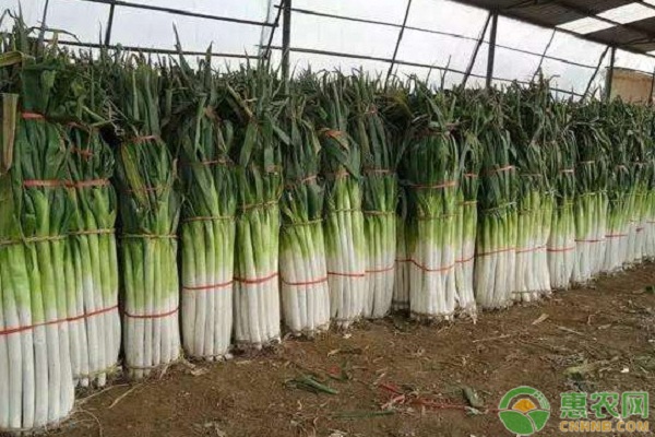 如何種植章丘大蔥？-圖片版權(quán)歸惠農(nóng)網(wǎng)所有