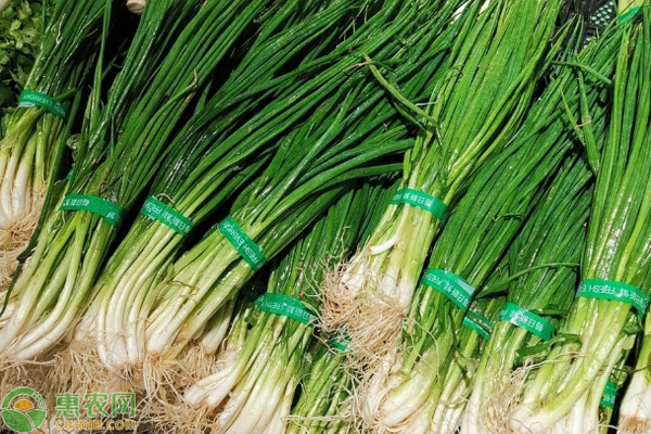 小葱怎么种植才长得好？-图片版权归惠农网所有