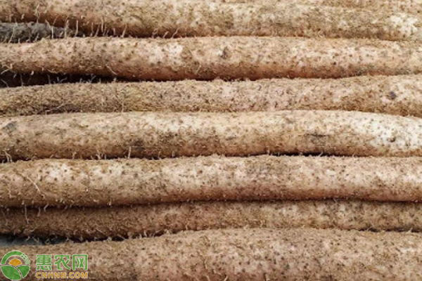 山藥是幾月份種植的？怎么種植？-圖片版權(quán)歸惠農(nóng)網(wǎng)所有