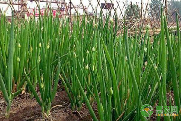 如何種植章丘大蔥？-圖片版權(quán)歸惠農(nóng)網(wǎng)所有