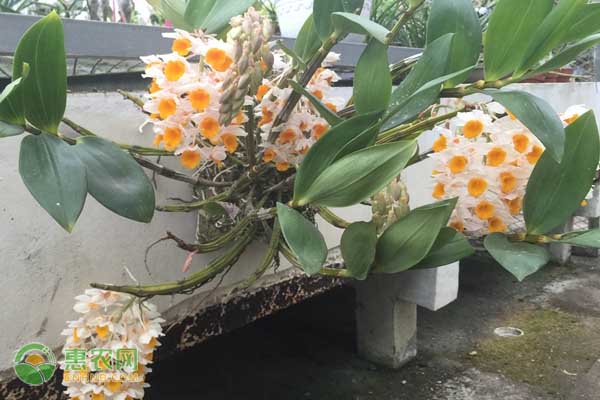 石斛澆水的正確方法-圖片版權(quán)歸惠農(nóng)網(wǎng)所有